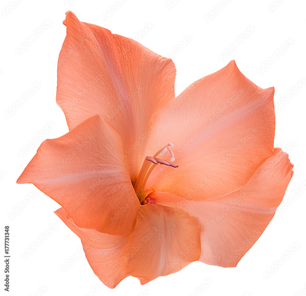 beautiful orange gladiolus flower