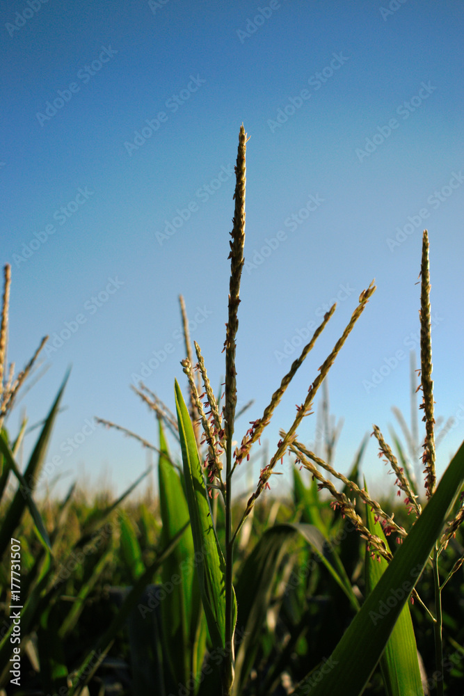 Closeup of a corn field