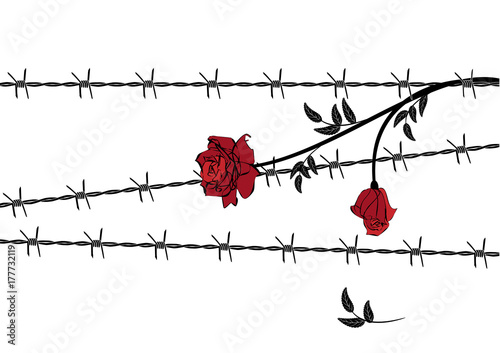 rose with barbed wire