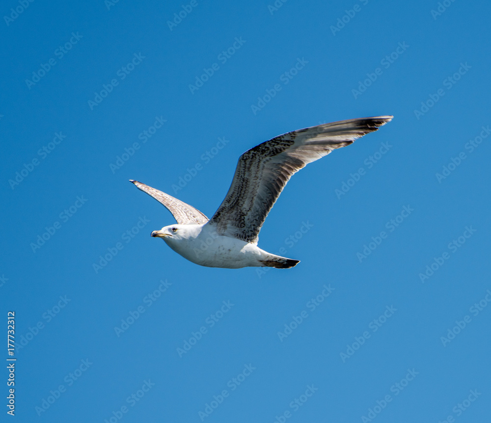 Obraz premium Flying seagull