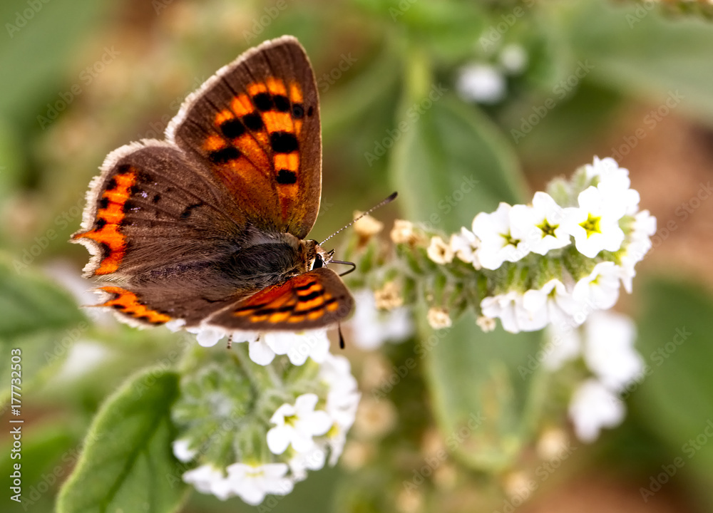 Small Copper butterfly (Lycaena phlaeas) nectaring, Oualidia, Morocco. Small Copper butterfly (Lycaena phlaeas) nectaring, Oualidia, Morocco.