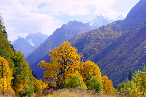 Landscape of the golden autumn in October in Dombay, Caucasus