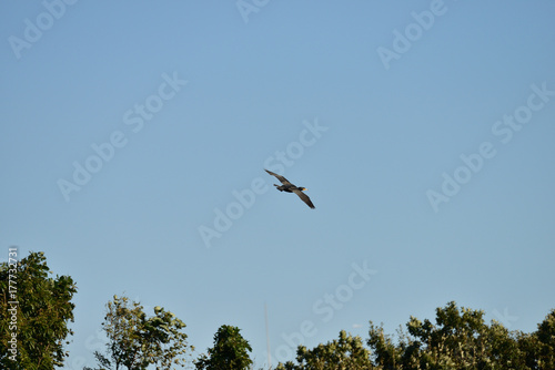 cormorant