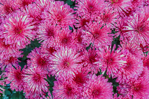 Chrysanthemums flowers