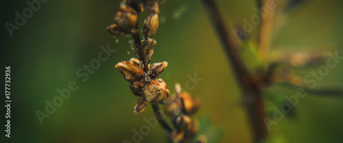 DRY PLANT - Autumn in fields and meadows