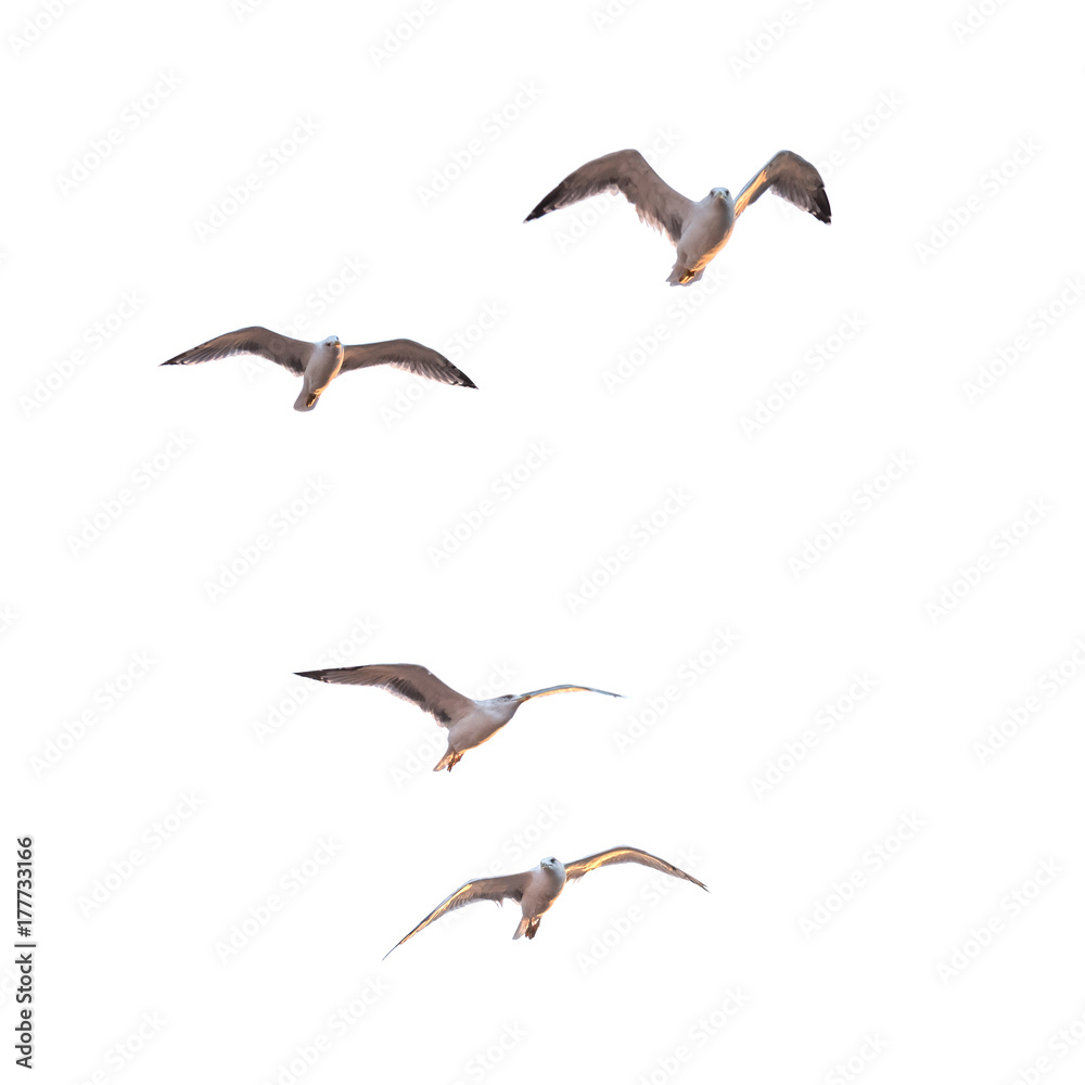 Fototapeta premium Flying seagulls (isolated)