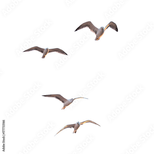 Fototapet Flying seagulls (isolated)