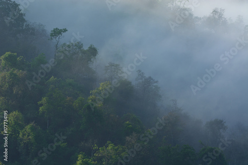 Fog covered forest.