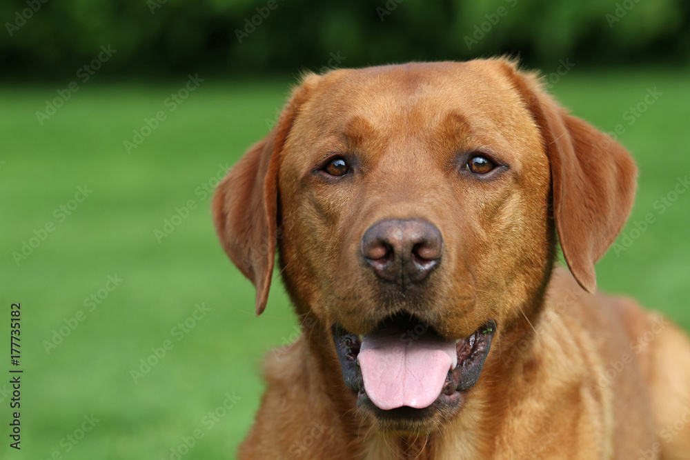 Labrador