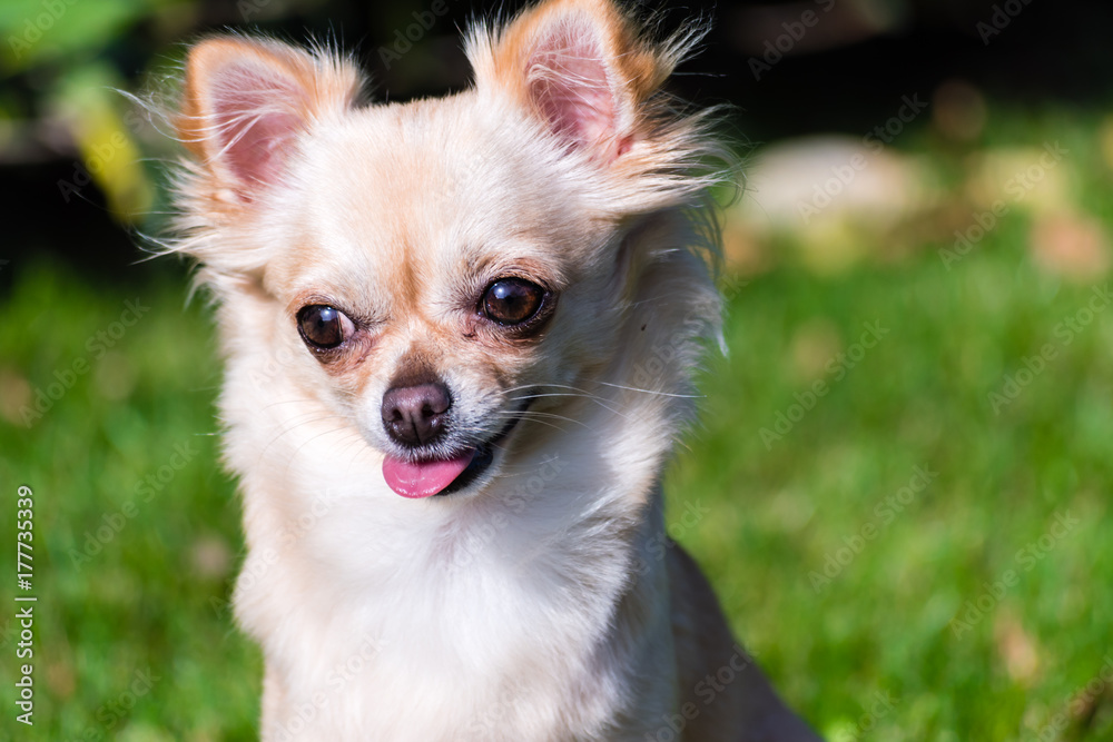Very cute small dog chihuahua sitting on the grass