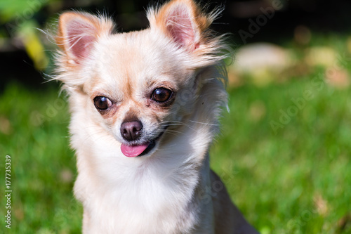 Very cute small dog chihuahua sitting on the grass