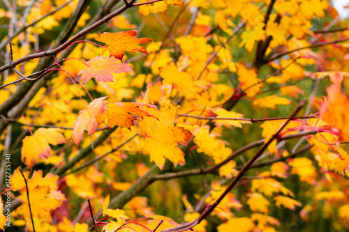 Growing leaves on maple tree in the autumn