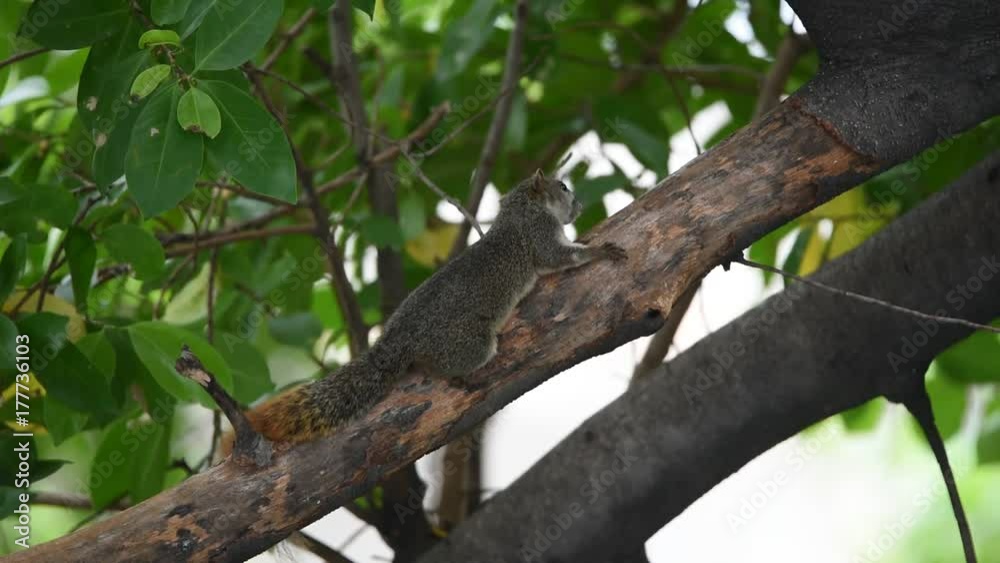 Squirrel is mammal animal and member of the family Sciuridae brown color on a tree in the nature wild Squirrel is mammal animal and member of the family Sciuridae brown color on a tree in the nature wild