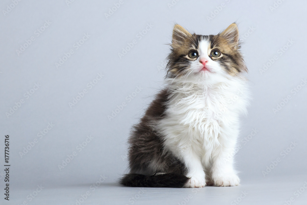 portrait of a small fluffy kitten looking up on a gray studio background