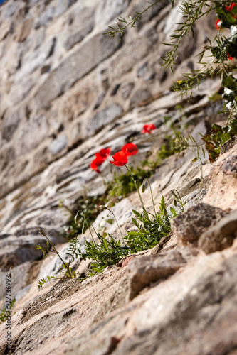 Red flowers growing on a stone wall