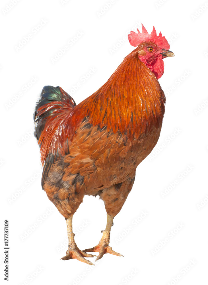 Fototapeta premium Red brown rooster isolated on white background