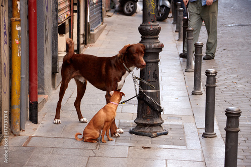 Two dogs tied to a street light in Madrid Spain