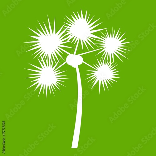 Spiny tropical palm tree icon green