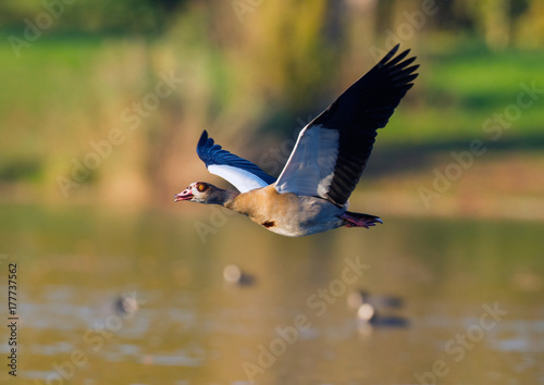 Nilgans