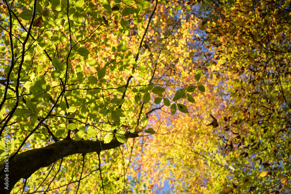 Bäume mit bunten Blättern, Froschperspektive