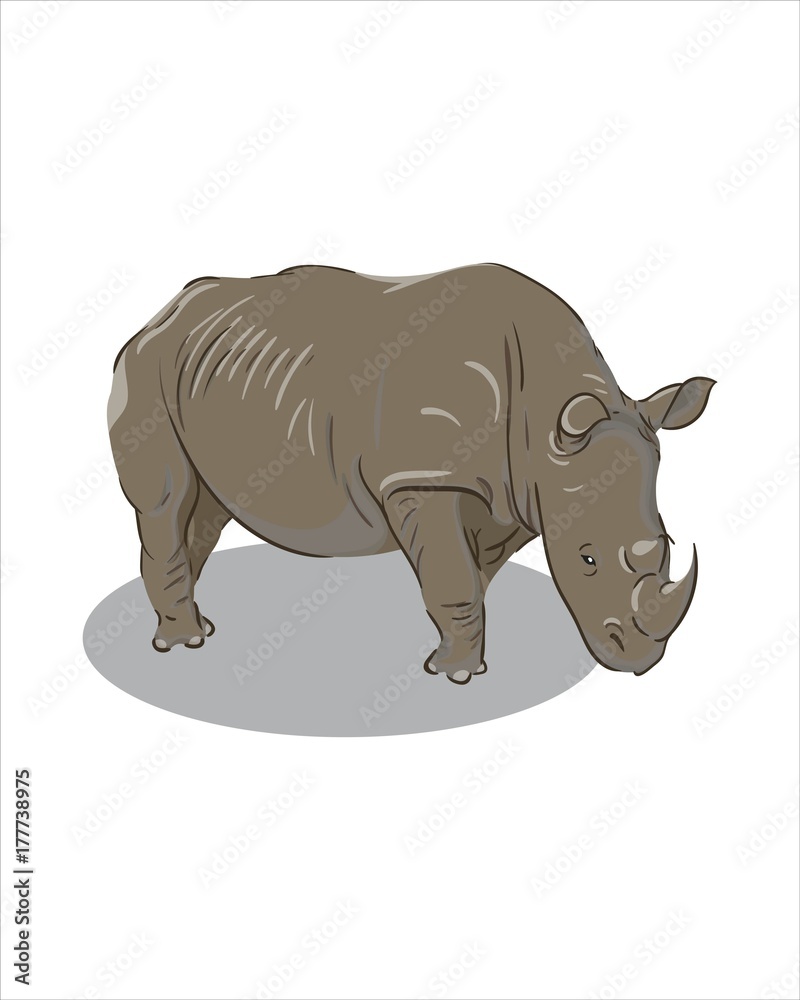 Fototapeta premium Adult big gray Rhino - vector drawing - isolate white background