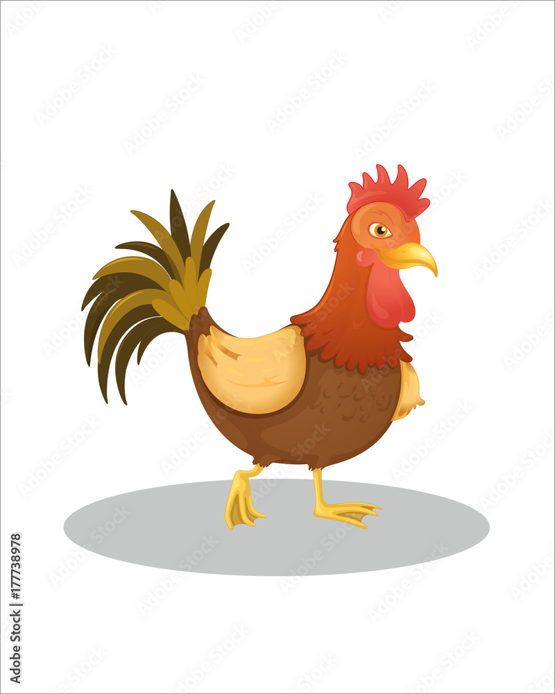 Adult Chicken - vector drawing - isolate white background