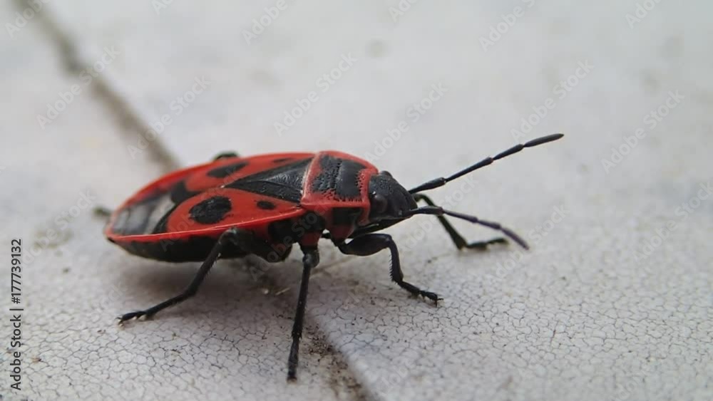 Red bug with black dots waiting and leaving the frame 