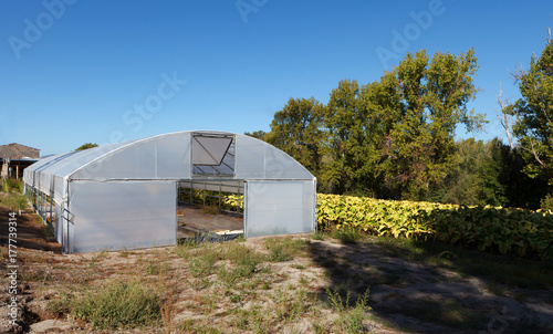 Plantation of tobacco and a greenhouse © Gelpi