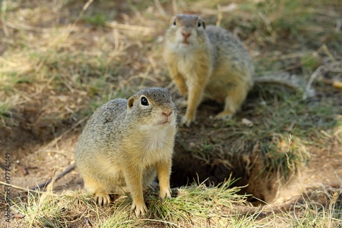 European Ground Squirrel © hansvk