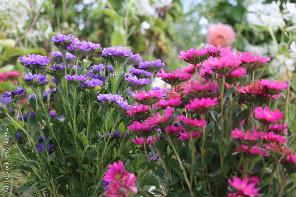 Pink and violet aster autumn flowers