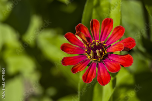 Red zinnia flower on green background