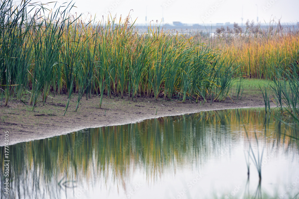 Fototapeta premium Green and yellow wild calamus with reflactions beside river.