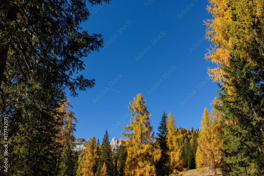 Dolomites. Wonder in the larch forest. Autumn... Dolomites. Wonder in the larch forest. Autumn...