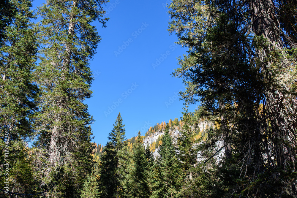 Dolomites. Wonder in the larch forest. Autumn... Dolomites. Wonder in the larch forest. Autumn...