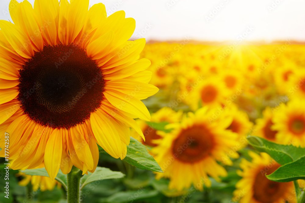  sunflowers and sun