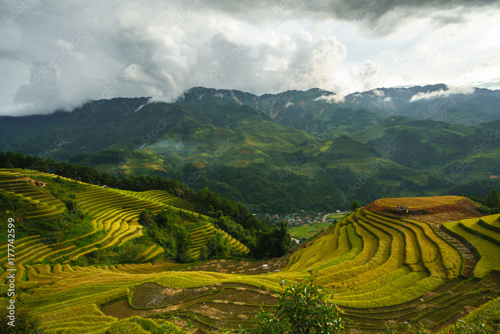 Terraced rice field in harvest season in Mu Cang Chai, Vietnam.