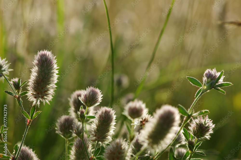 Summer flowering grass