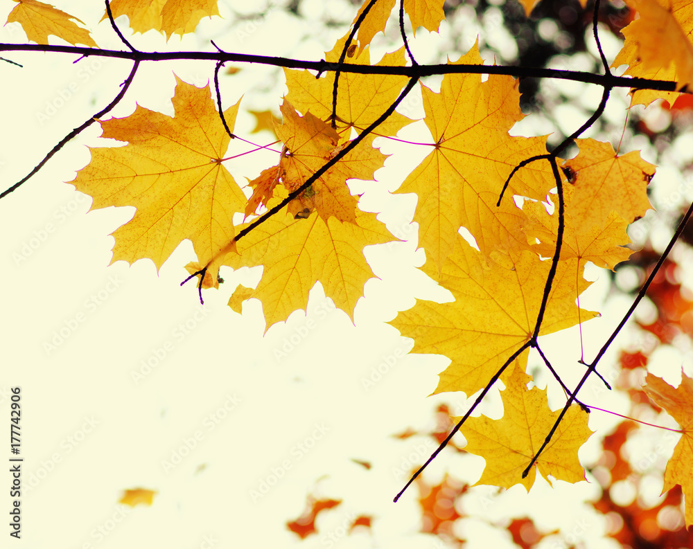 Autumn leaves background. Autumn leaves background.