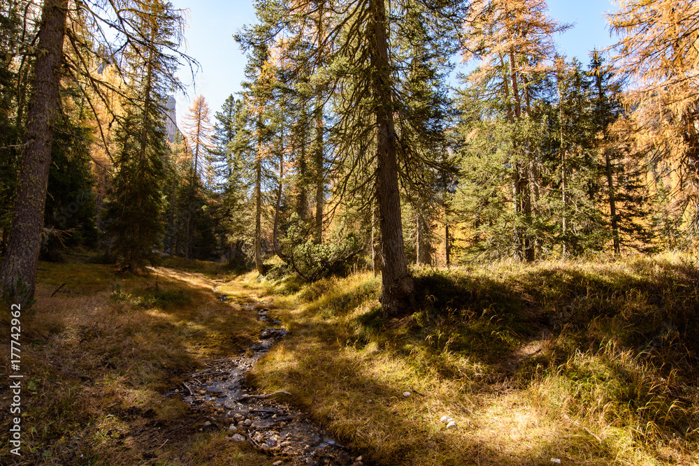 Dolomites. Wonder in the larch forest. Autumn...