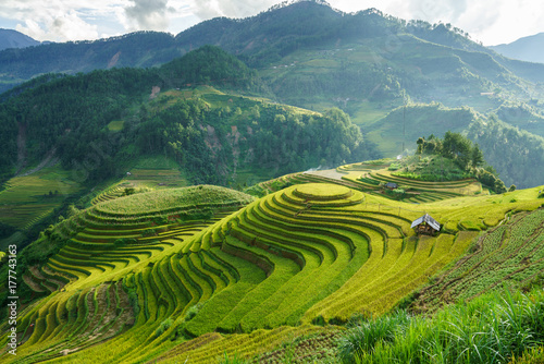 Terraced rice field in harvest season in Mu Cang Chai, Vietnam. Mam Xoi popular travel destination.
