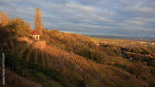 vineyards in Radebeul, Saxony, Germany photo