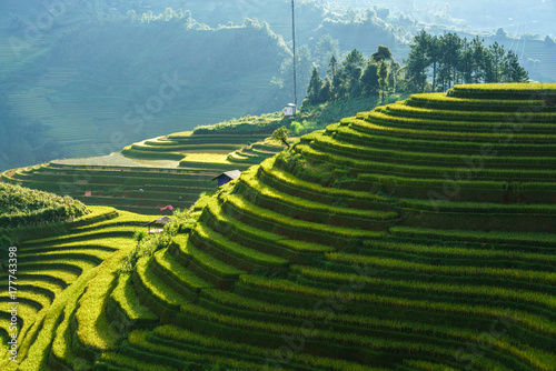 Terraced rice field in harvest season in Mu Cang Chai  Vietnam. Mam Xoi popular travel destination.