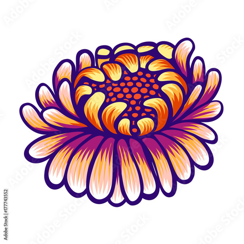 Floral hand drawn vintage flower. Fabulous purple flower on a white backgroun...