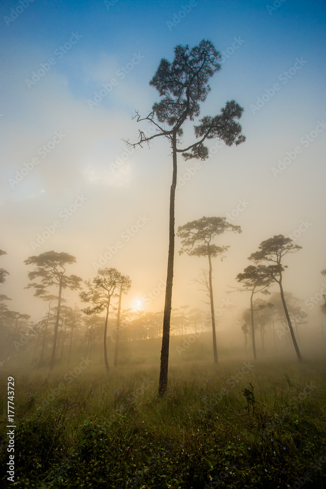 Mountain Mist