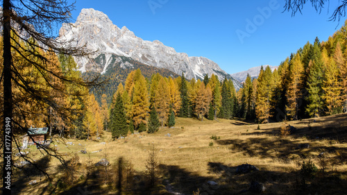 Dolomites. Wonder in the larch forest. Autumn...