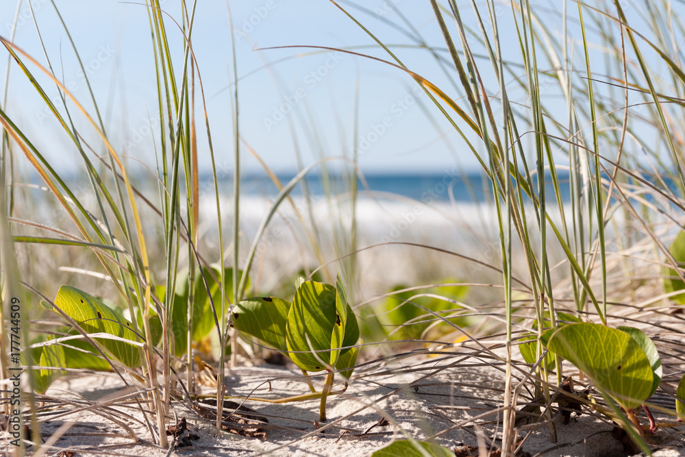 Obraz premium Grass on a sandy beach dune / foreshore
