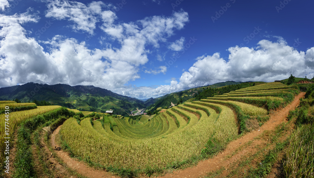 Terraced rice field in harvest season with white clouds and blue sky in Mu Cang Chai, Vietnam.