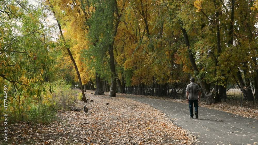 Mature man walk colorful fall autumn park trail away. Beautiful season Autumn fall colors in forest along river bank. Provo river recreation trail footpath central Utah. Golden yellow, golden, red. Mature man walk colorful fall autumn park trail away. Beautiful season Autumn fall colors in forest along river bank. Provo river recreation trail footpath central Utah. Golden yellow, golden, red.
