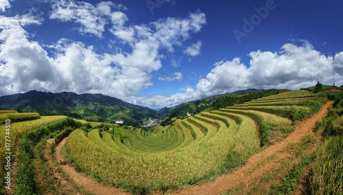 Terraced rice field in harvest season with white clouds and blue sky in Mu Cang Chai, Vietnam. © Hanoi Photography