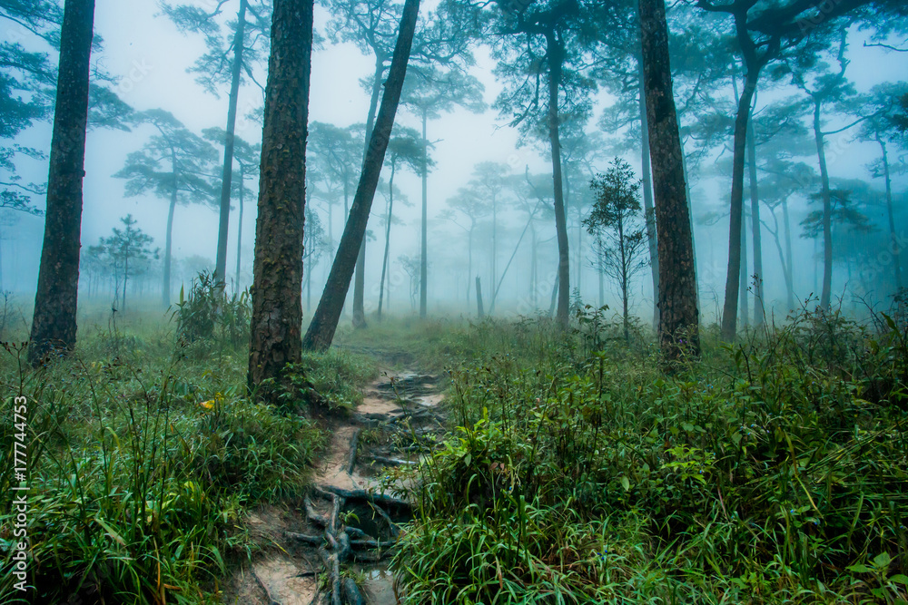 Mountain Mist Mountain Mist